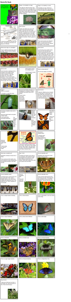 StoryKit Viewer: Butterfly Book second grade carroll